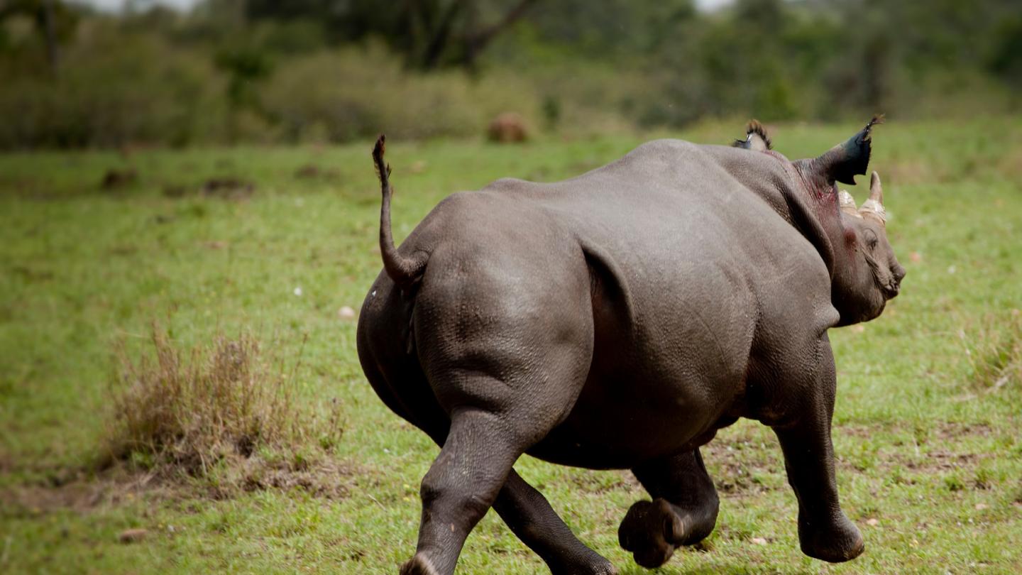 Un rhinocéros noir en train de courir, Réserve nationale du Masai Mara, Kenya