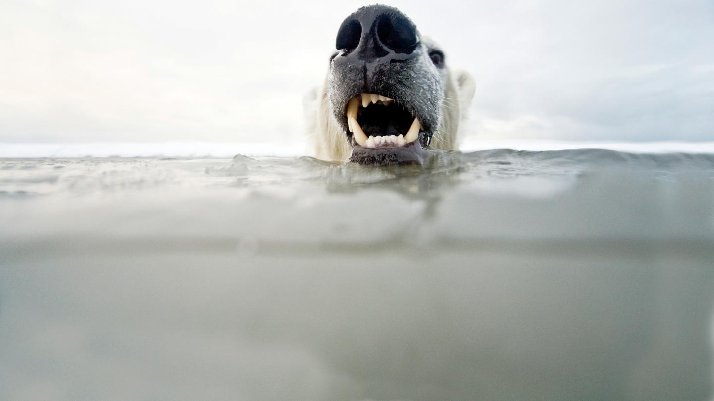 Ours polaire en train de nager dans les eaux de l'arctique
