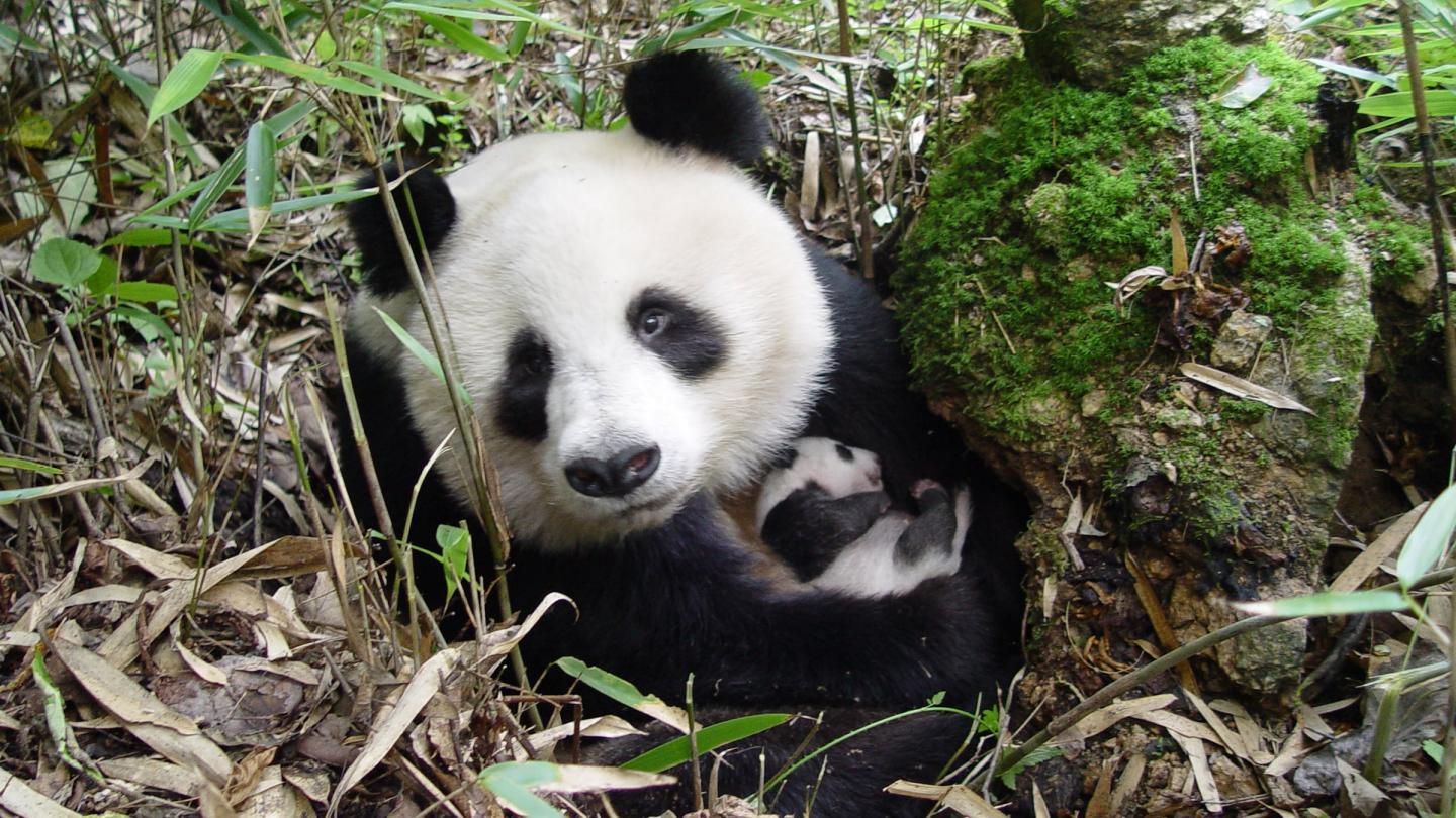 Femelle panda géant et son jeune bébé en Chine