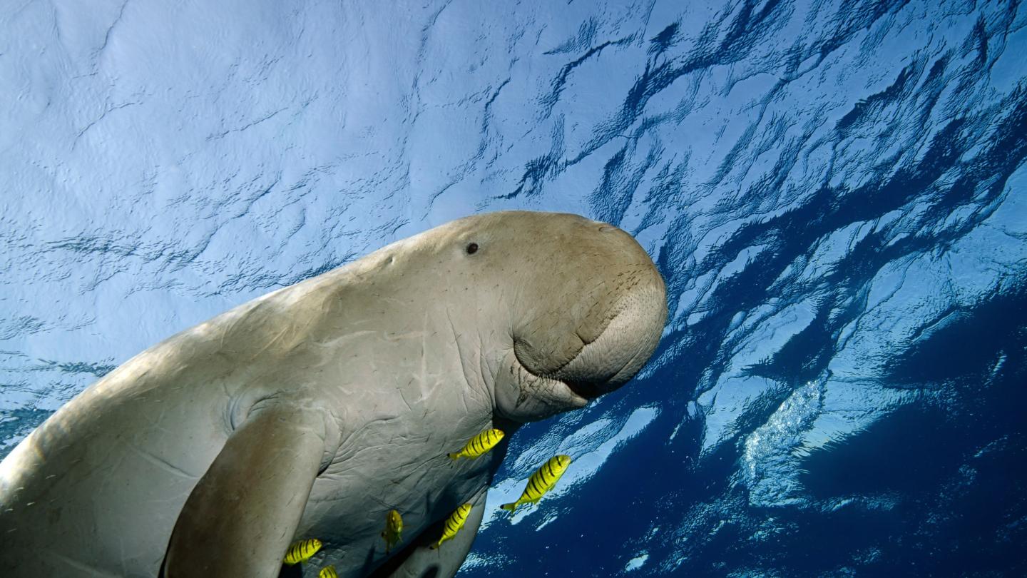 Dugong nageant dans la mer
