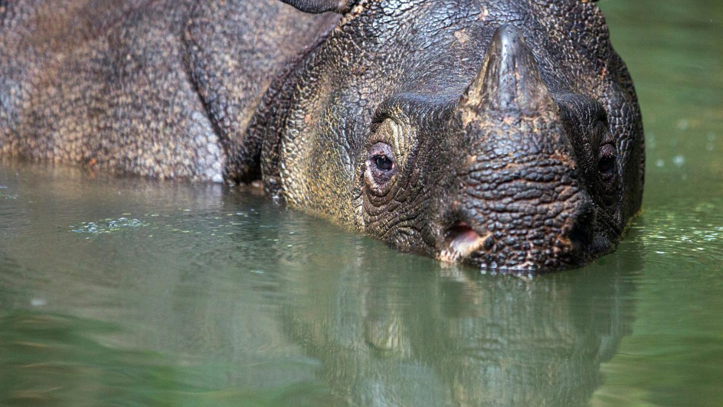 Rhinocéros de Java dans le parc national d'Ujung Kulon (Indonésie)