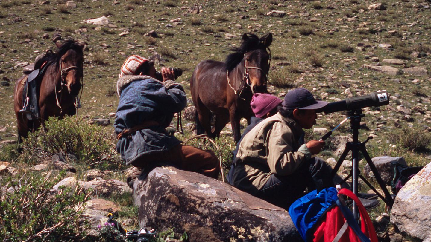 Projet d'observation des argalis par le WWF (Ovis ammon) dans les montagnes de l'Altaï (Mongolie)