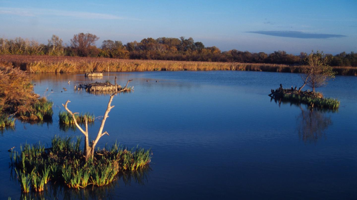 Marais du Parc naturel régional de Camargue