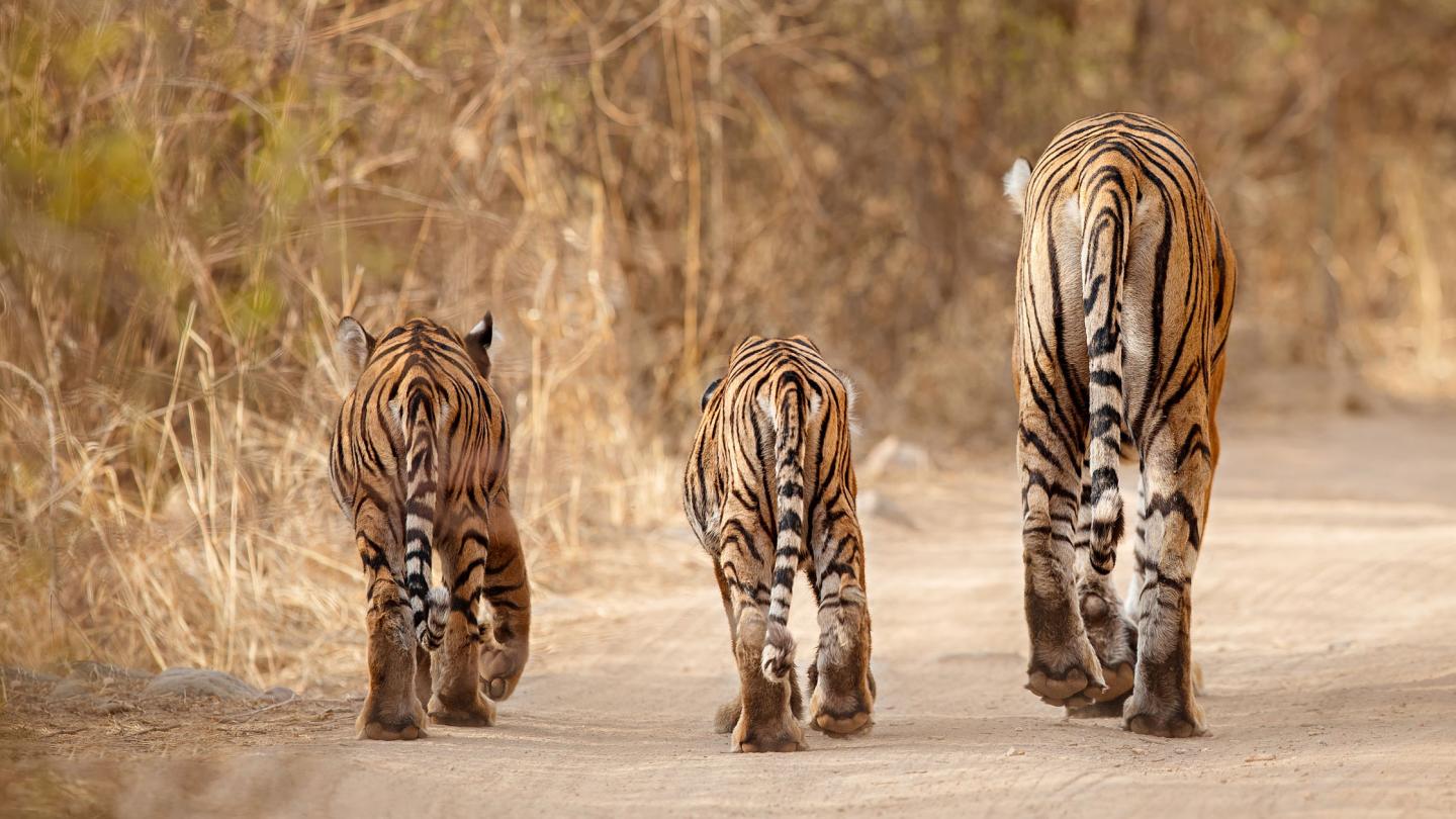 Mère tigre et ses 2 jeunes de dos (Inde)