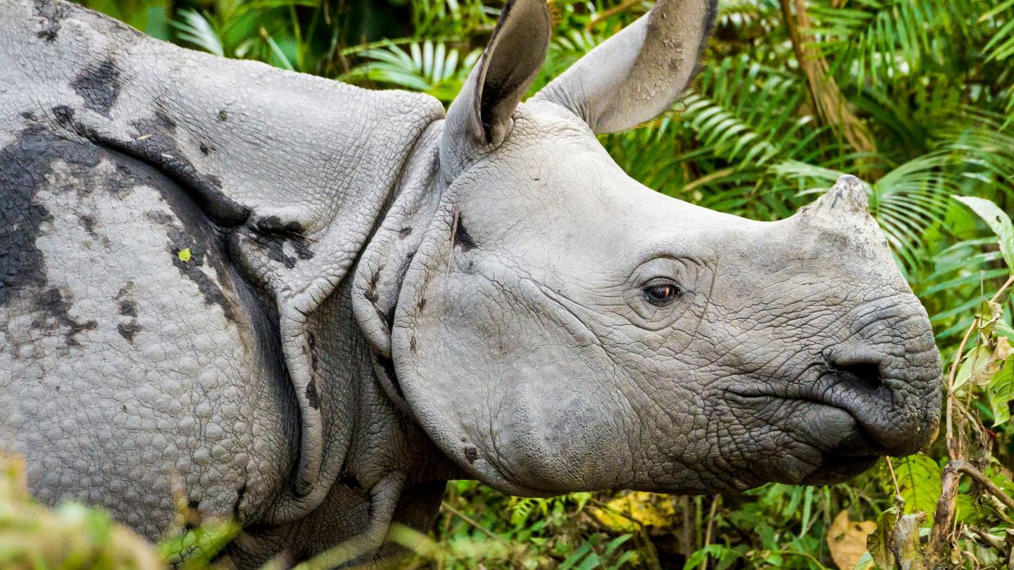 Rhinocéros unicorne dans le parc national de Kaziranga (Inde)