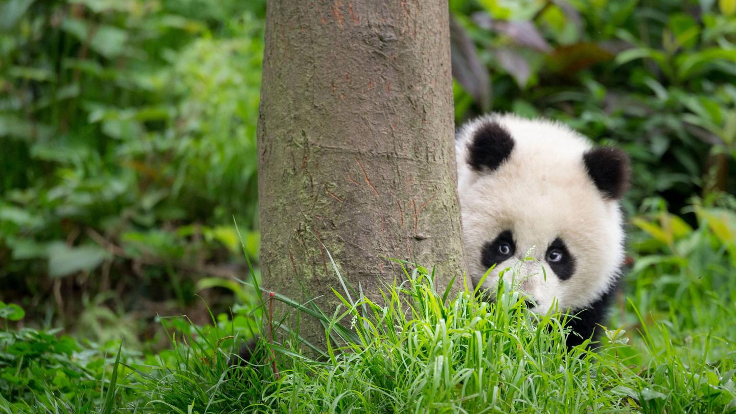 Jeune bébé panda qui se cache derrière un arbre, Bifengxia Panda Base, Sichuan. China