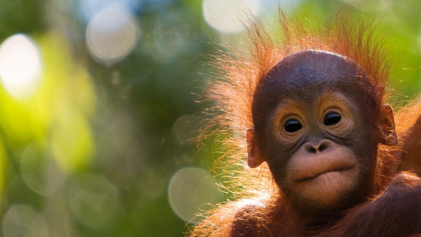 Portrait d'un bébé orang-outan, Semengoh Nature reserve, Sarawak, Bornéo, Malaisie
