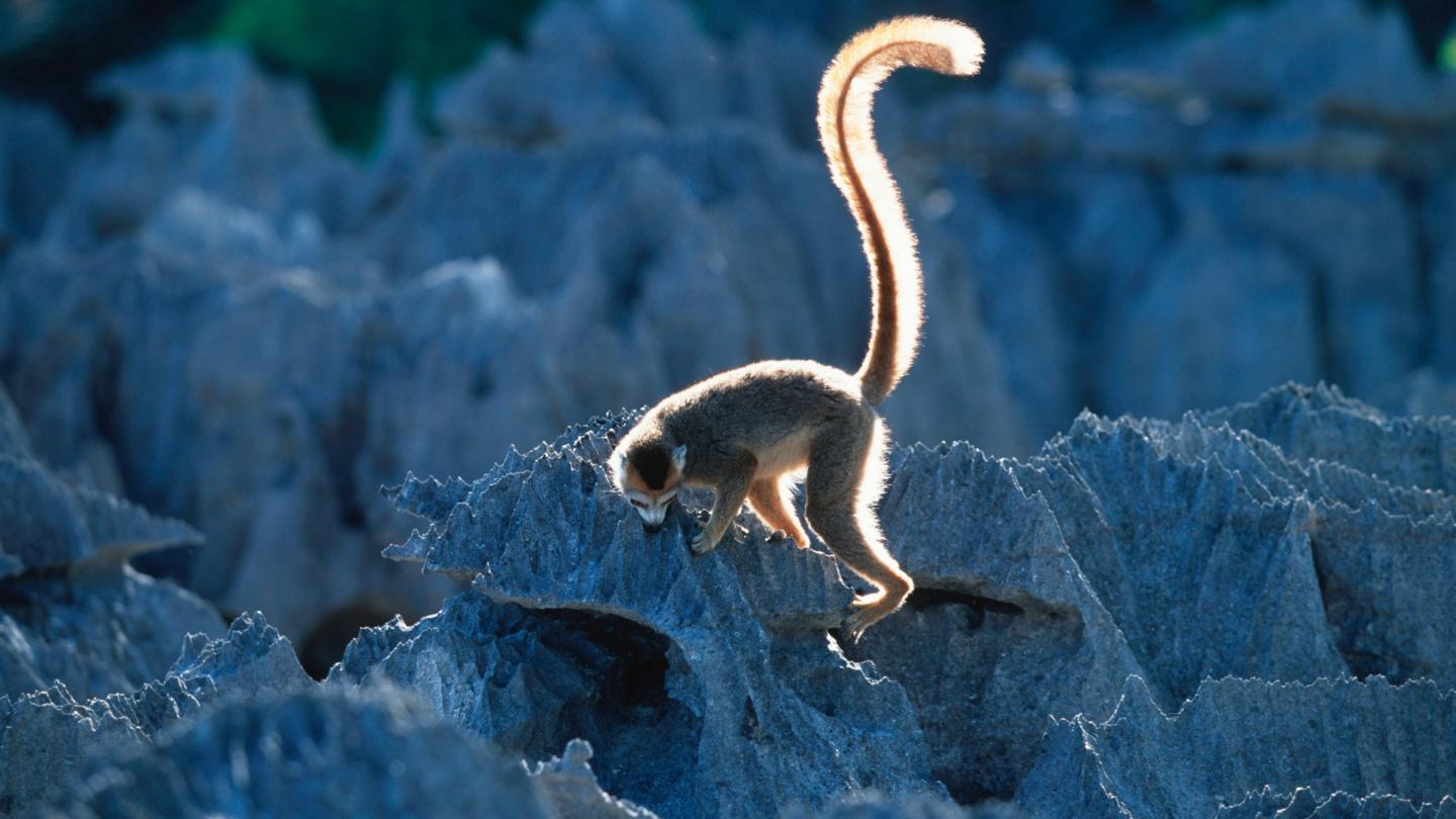 Lémur couronné (Eulemur coronatus), parc national Tsingy de Bemaraha (Madagascar)
