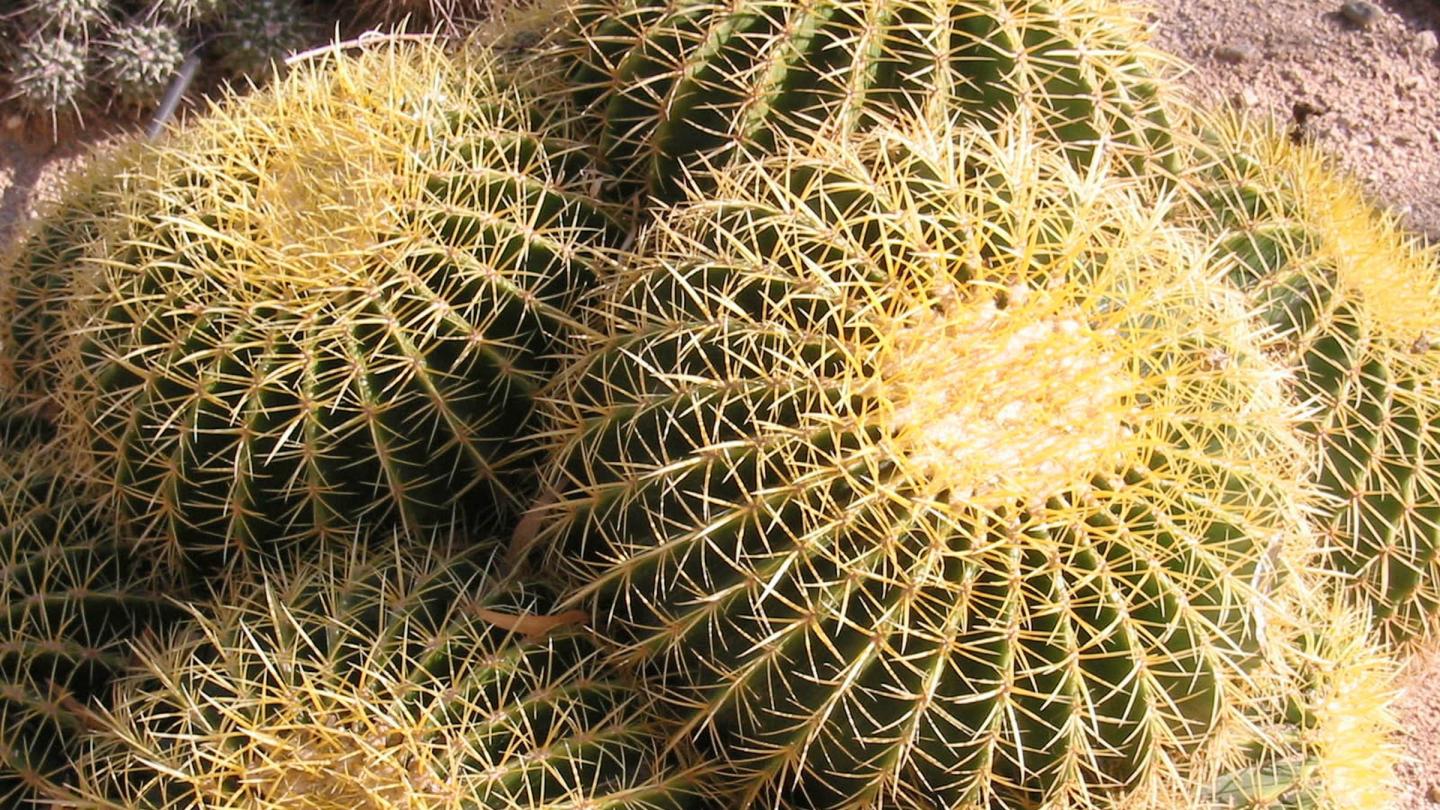 Cactus Echinocactus grusonii, Arizona (Etats-Unis)