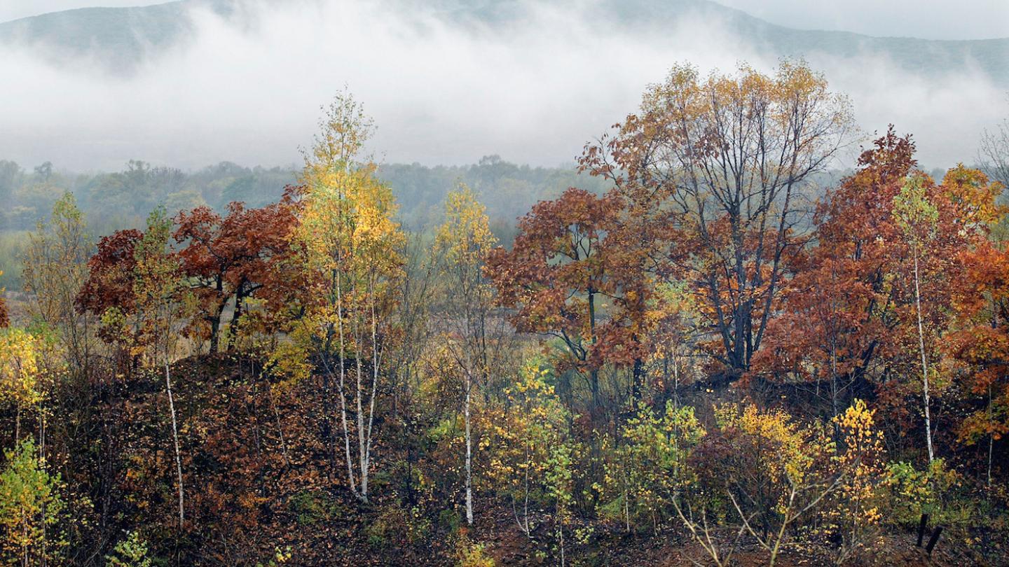 Forêt de la Réserve naturelle de Lazovsky, Sikhote-Alin (Russie)