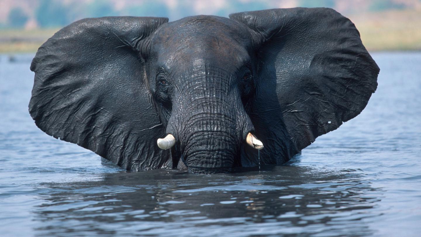 Elephant d'Afrique (Loxodonta africana) en train de traverser la rivière Chobe (Botswana)