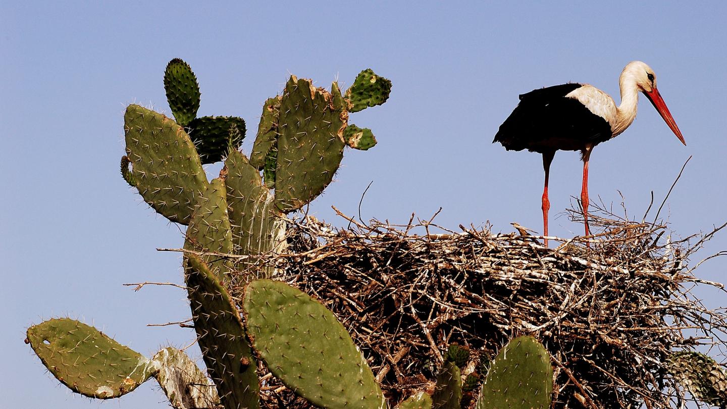 Cigogne blanche (Ciconia ciconia) en train de faire son nid dans un figuier de barbarie (Opuntia ficus indica), près du Lac Fetzara (Algérie)
