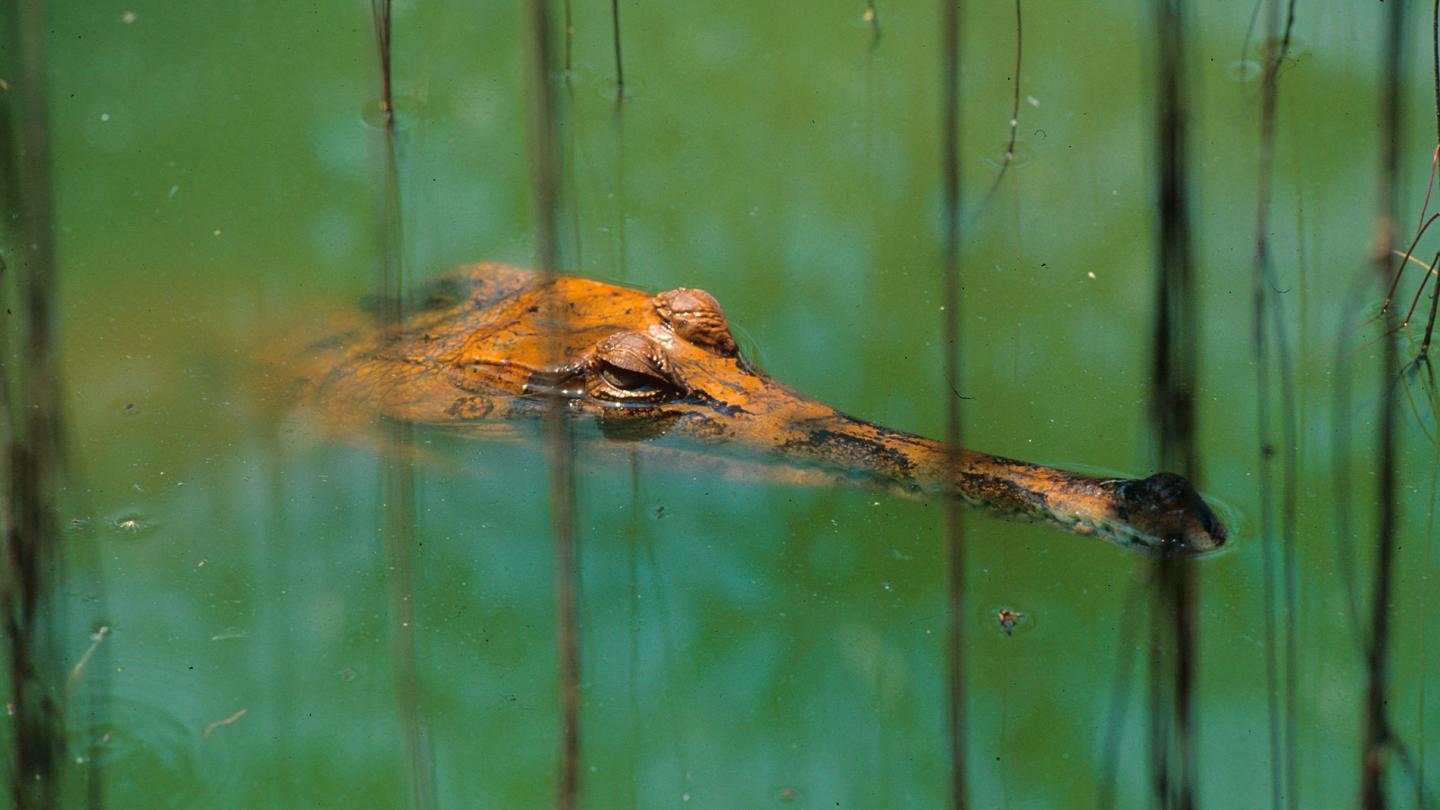 Faux-gavial de Malaisie (Tomistoma schlegelii) aperçu à Sumatra (Indonésie)