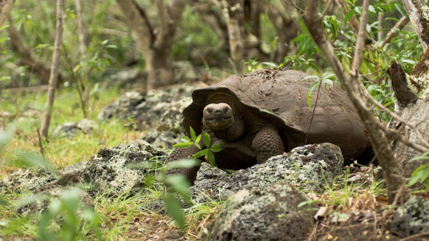Tortue géante des Galápagos (Geochelone nigra), Île San Cristóbal, archipel des Galápagos (Equateur)
