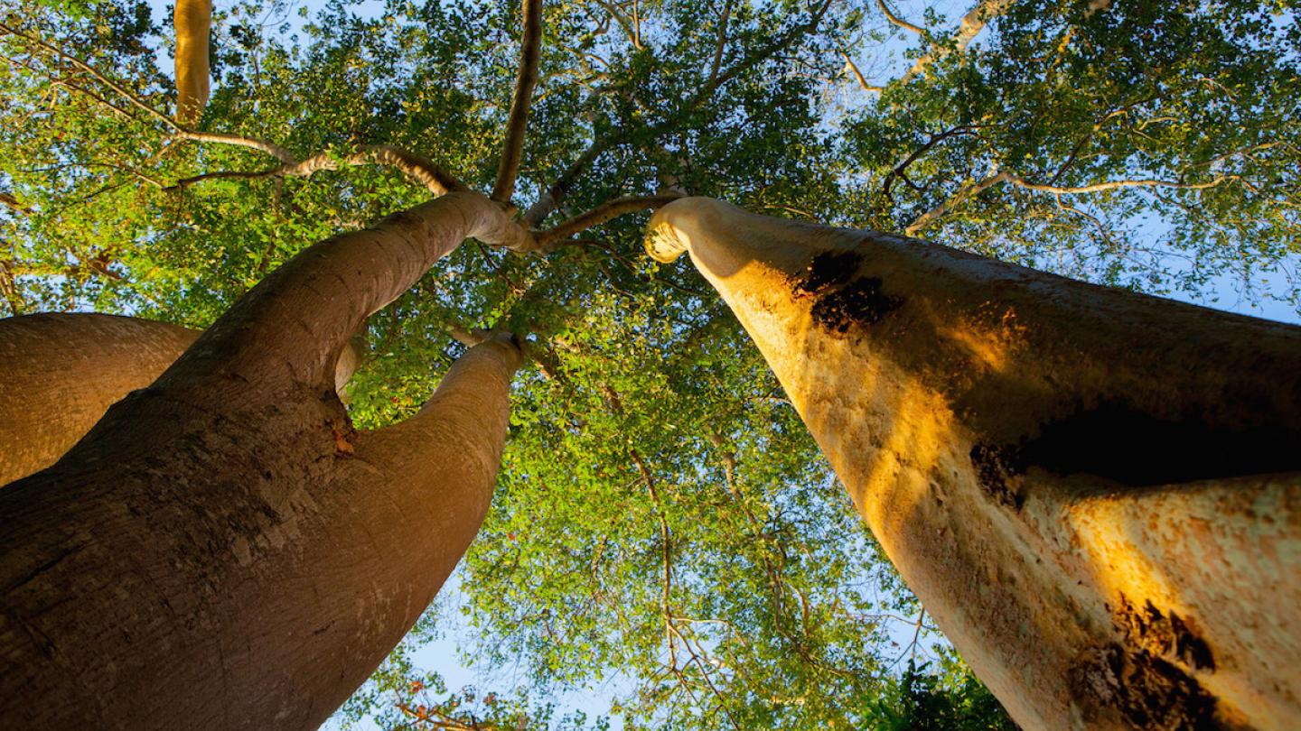 Arbres de la Réserve de gibier de Selous (Tanzanie)