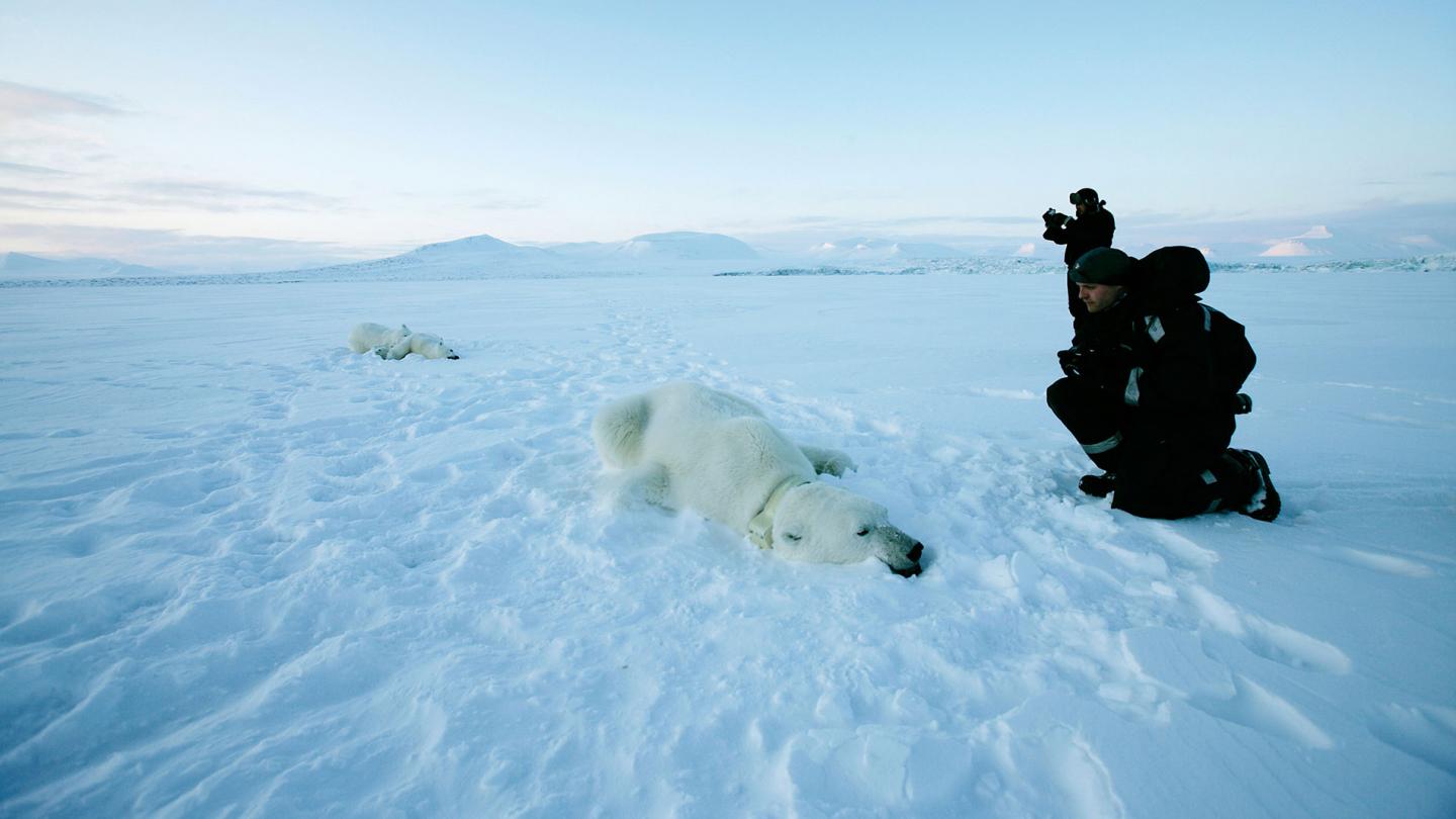 Les chercheurs de l'Institut Polaire Norvégien observent un ours polaire (Ursus maritimus) après avoir installé un collier satellite, Svalbard, Norvège