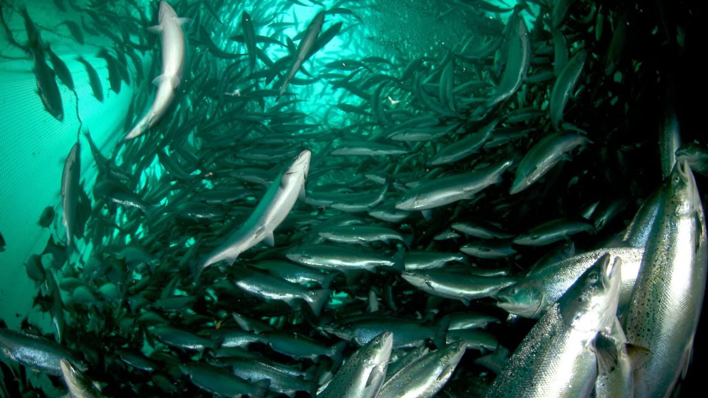 Saumons de l'Atlantique (Salmo salar) dans une ferme aquacole, Ryfylke, Norvège