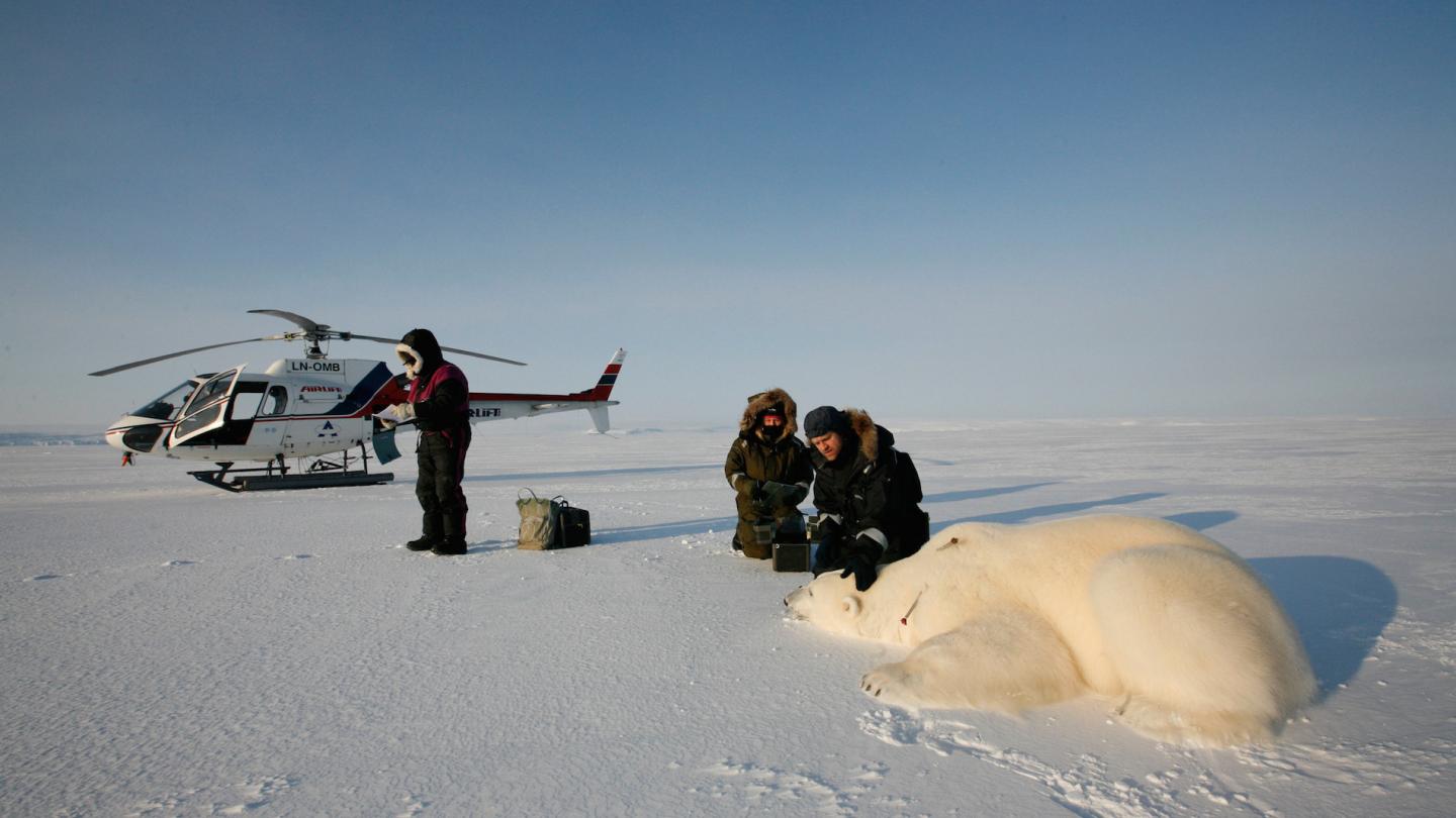 Une équipe de l'Institut Polaire Norvégien en mission balisage des ours polaires (Norvège)
