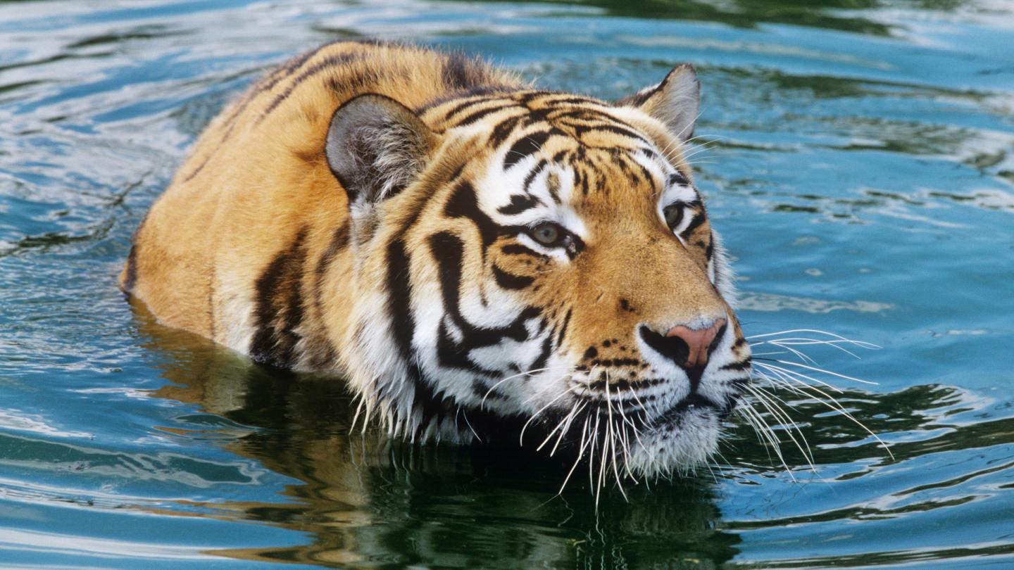 Tigre de l’Amour (Panthera tigris altaica)