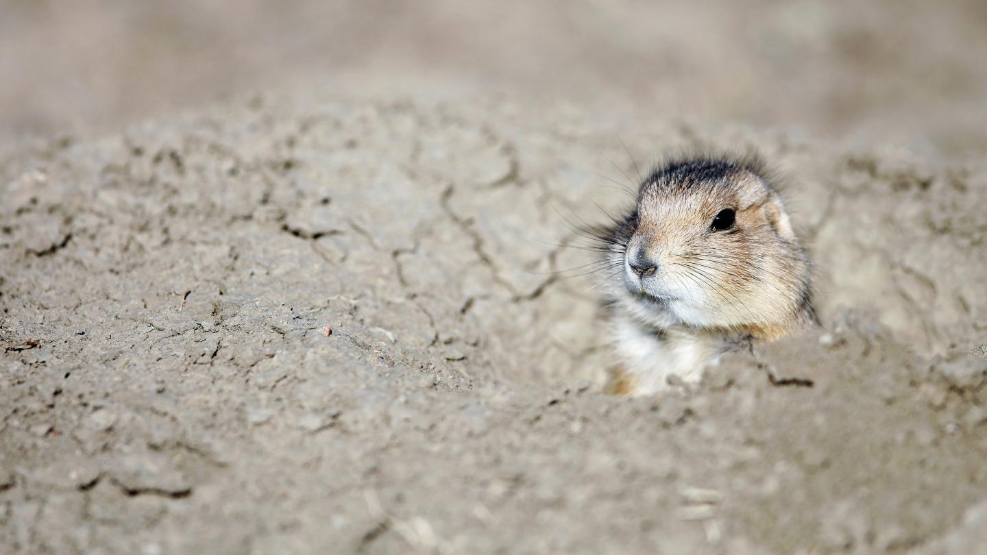 Chien de prairie à queue noire (Cynomys ludovicianus), Parc national des Prairies (Canada)