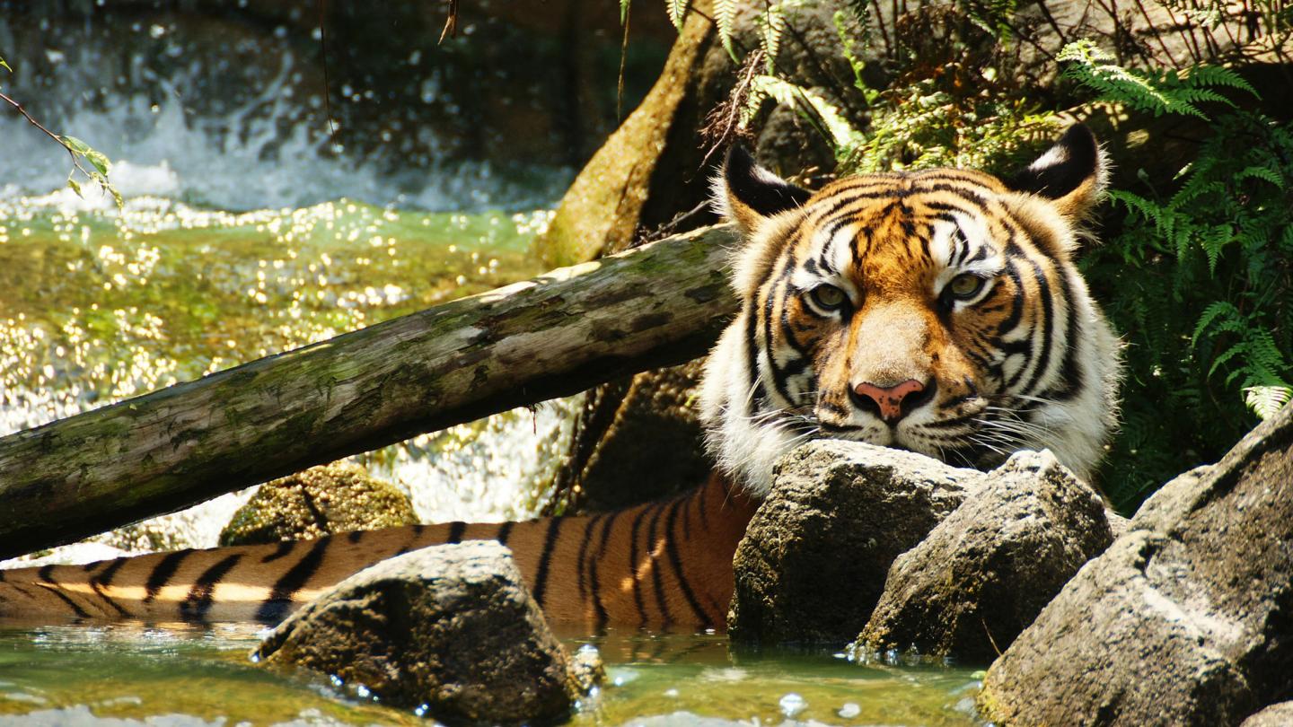 Tigre d'Indochine (Panthera tigris corbetti), delta du Mékong