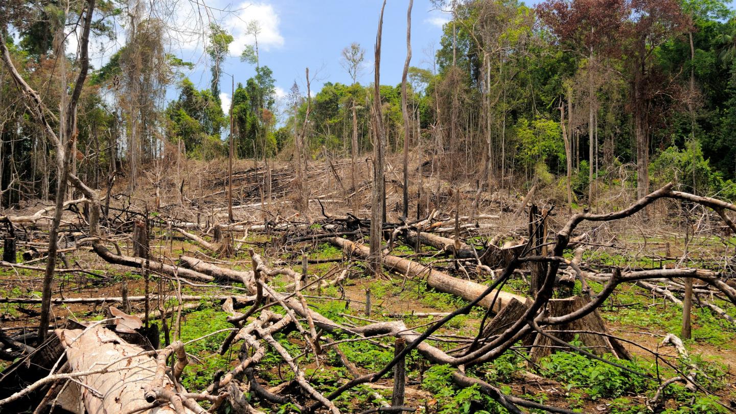 Forêt détruite dans la province de Riau, Sumatra (Indonésie)