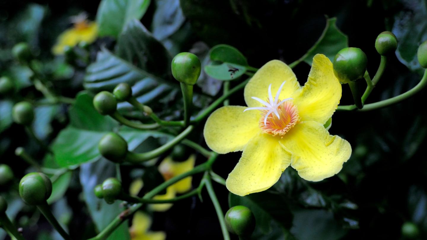 Dillenia, parc national de Tesso Nilo, Riau, Sumatra (Indonésie)