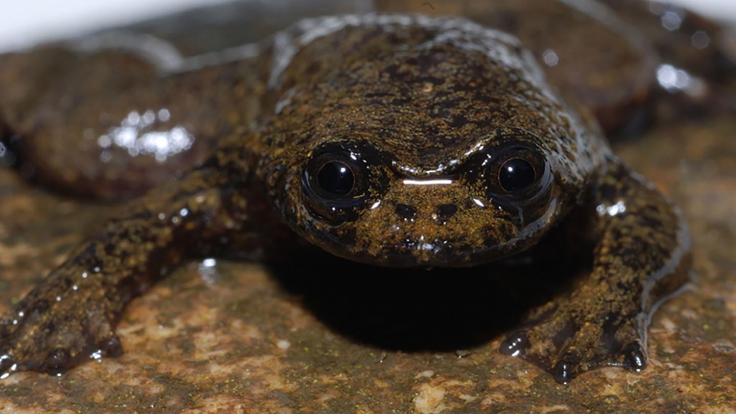 Bornéo, une région menacée | WWF France