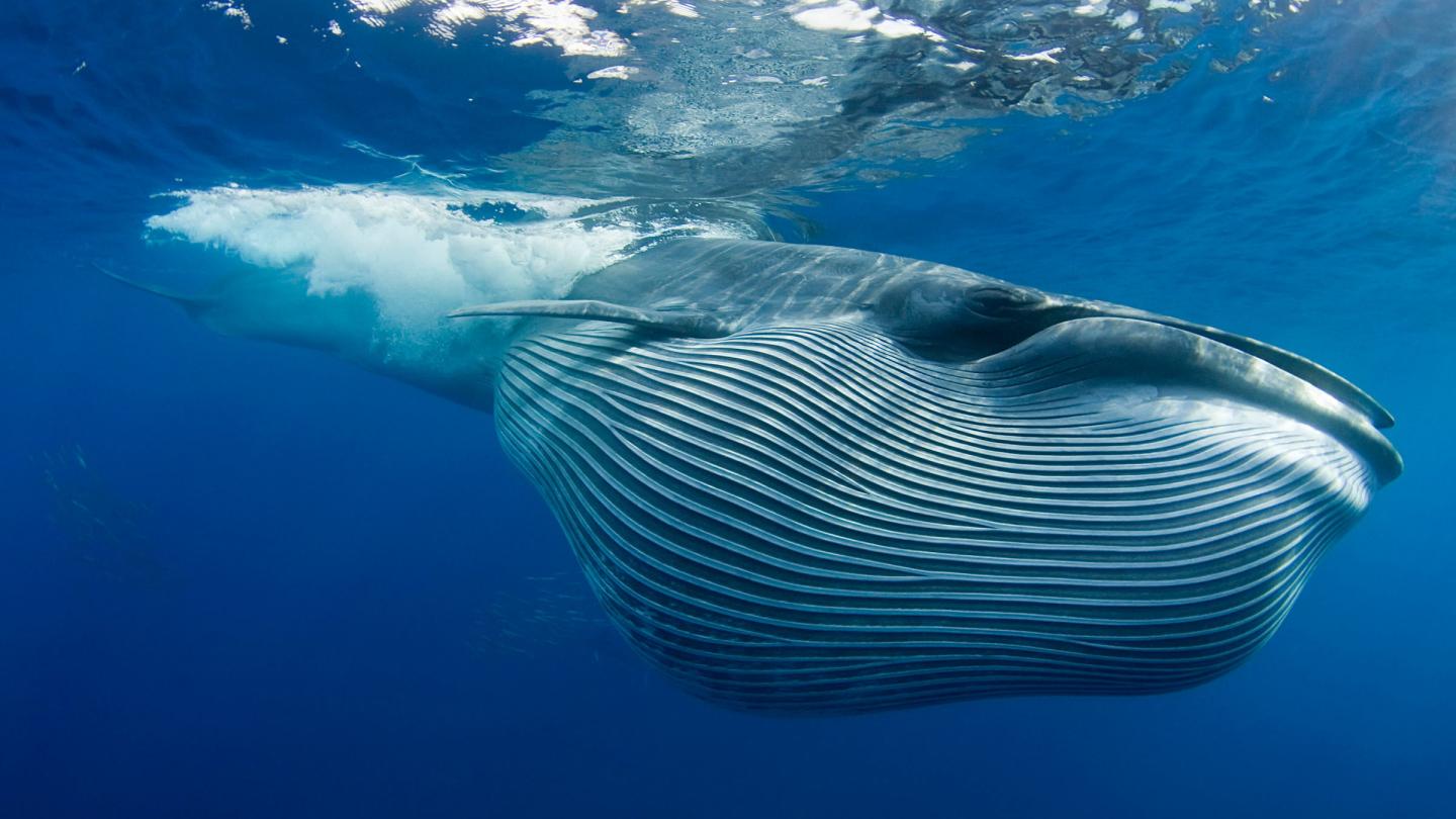 Rorqual de Bryde (Balaenoptera brydei), basse-Californie (Mexique)