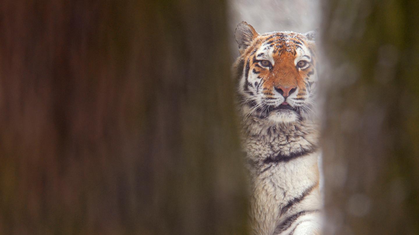 Portrait d'un tigre de Sibérie (Panthera tigris altaica)