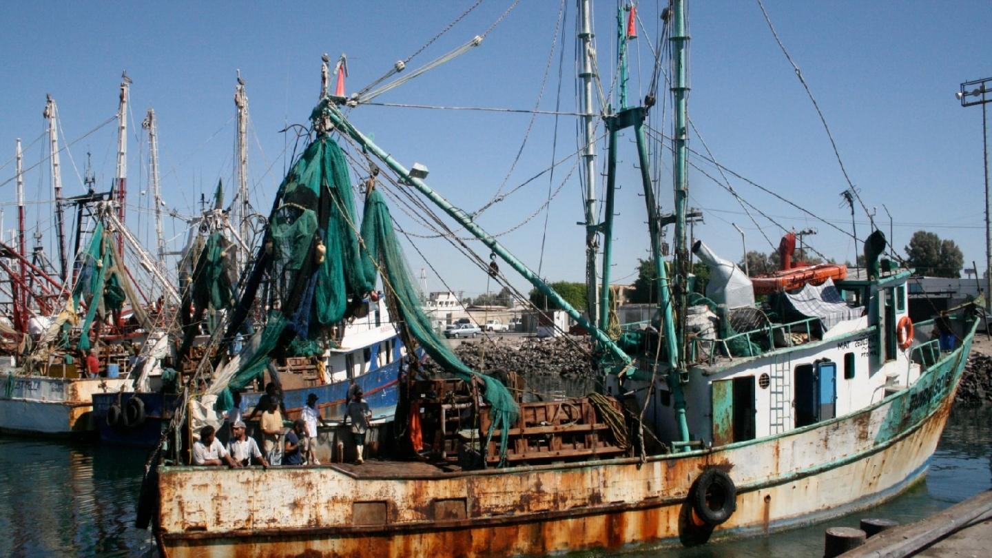 Le dispositif Turtle Excluder Device (TED) est obligatoire dans la partie supérieure des filets de pêche des bateaux de pêche à la crevette