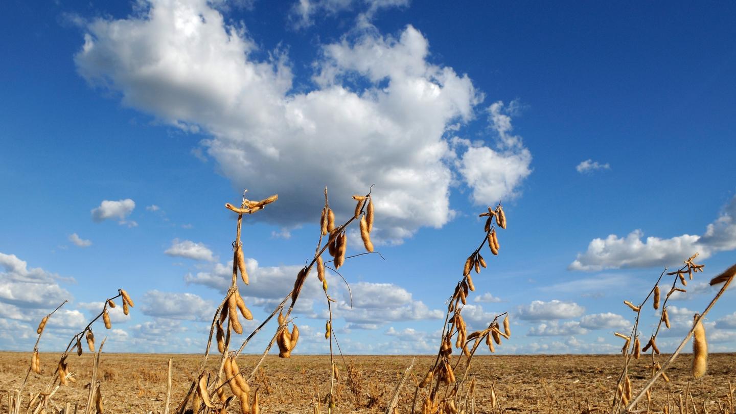 Monoculture du soja dans le Cerrado, Barreiras