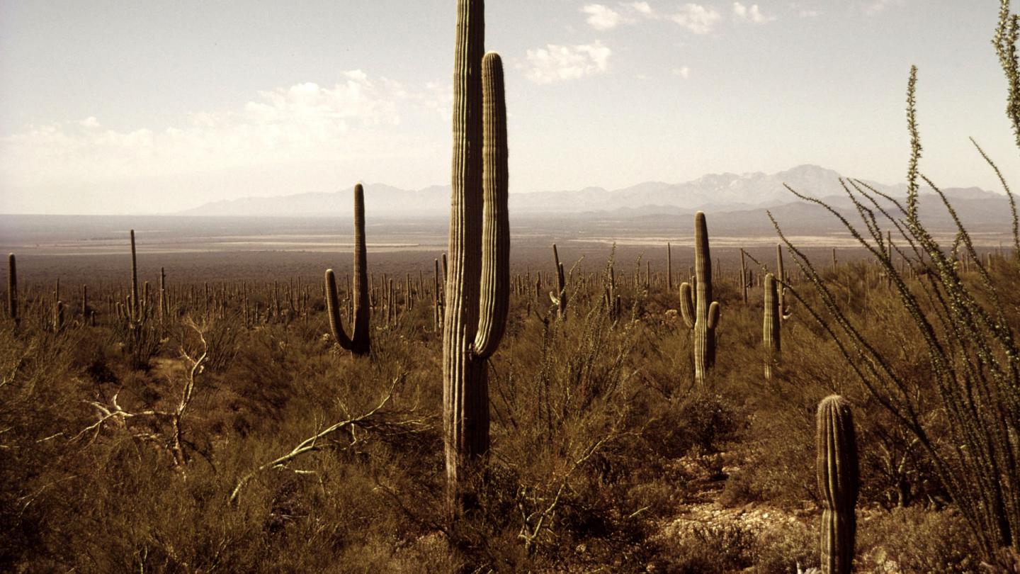Cactus Saguaro dans le désert de Sonora (Etats-Unis/Mexique)