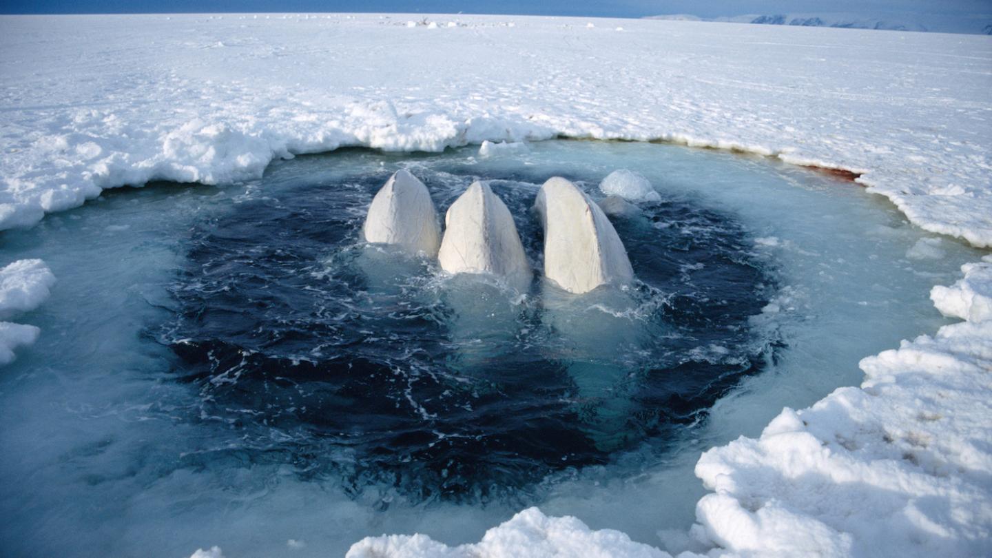 Bélugas (Delphinapterus leucas) piégés dans un trou de glace (Canada)