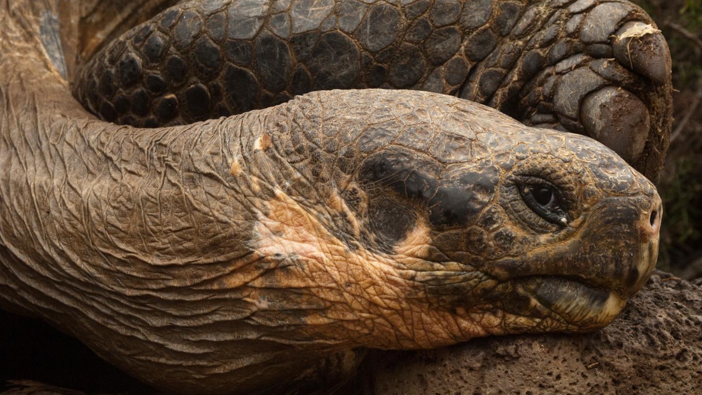 Tortues géantes des Galápagos, station de recherche Charles Darwin, Îles Galápagos (Equateur)
