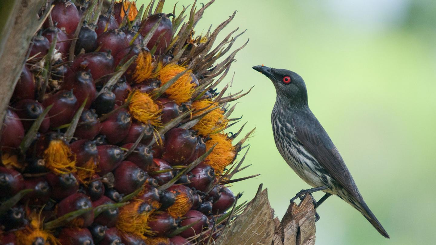 Stourne bronzé (Aplonis panayensis) perché près des fruits d'un palmier, province de Sarawak, Bornéo