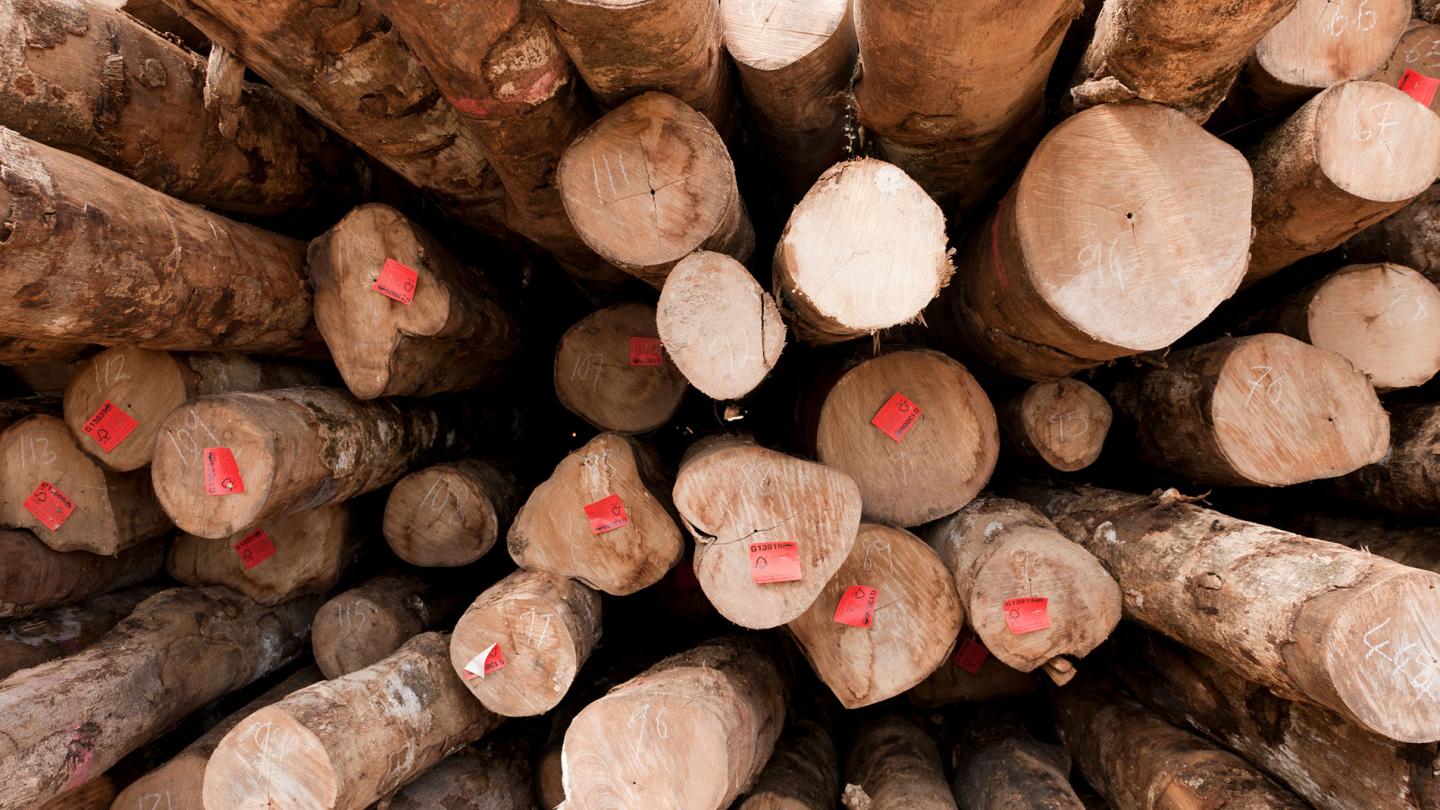 Bois certifié FSC de l'entreprise Kolombangara Forest Products Limited, Iles Salomon