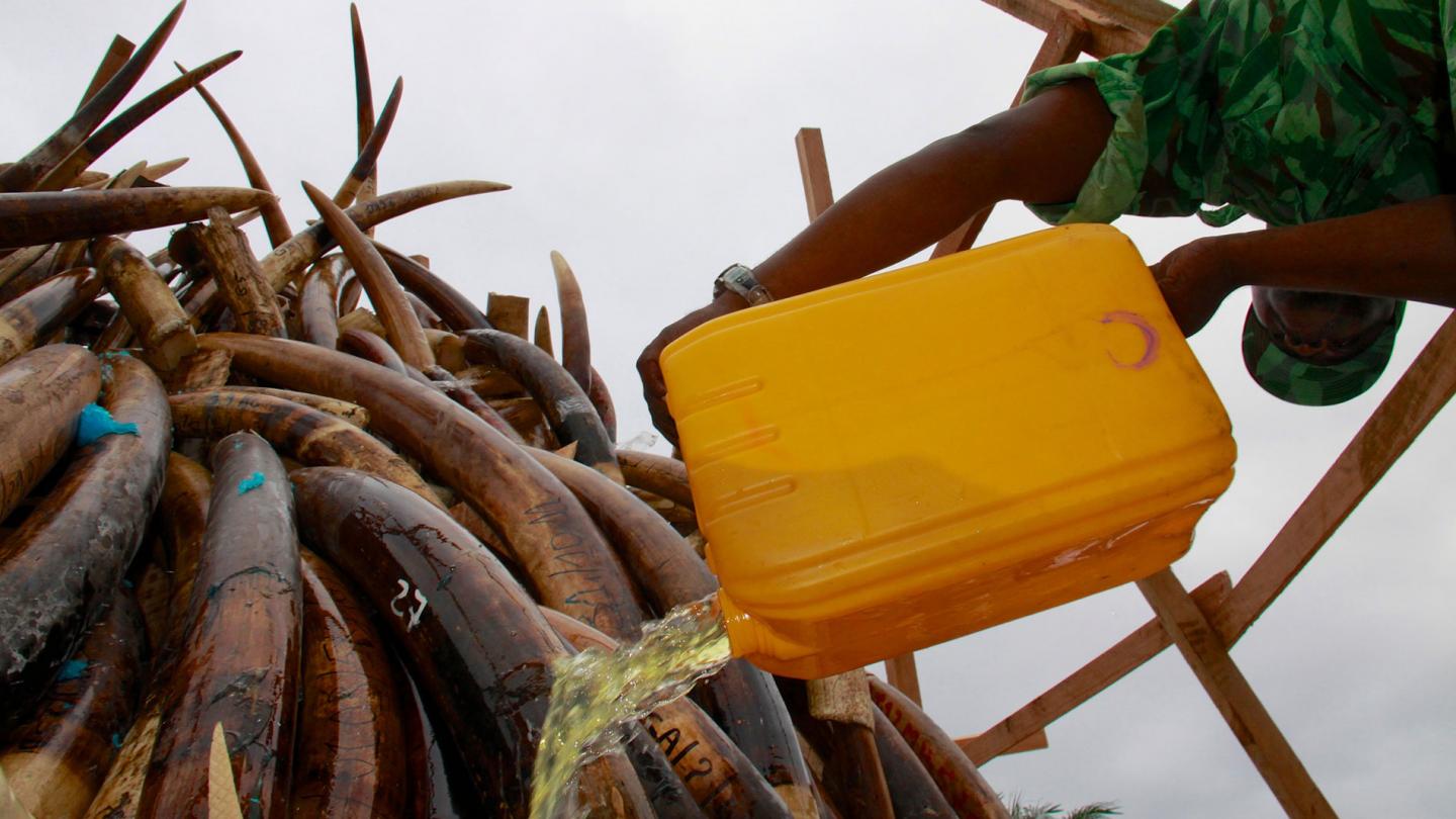 Ecogarde en train de verser de l'essence sur une pile de 1 293 défenses d'éléphants et des produits en ivoire, lors de la combustion de l'ensemble du stock de défenses d'éléphants illégitimement braconnées, Libreville, Gabon