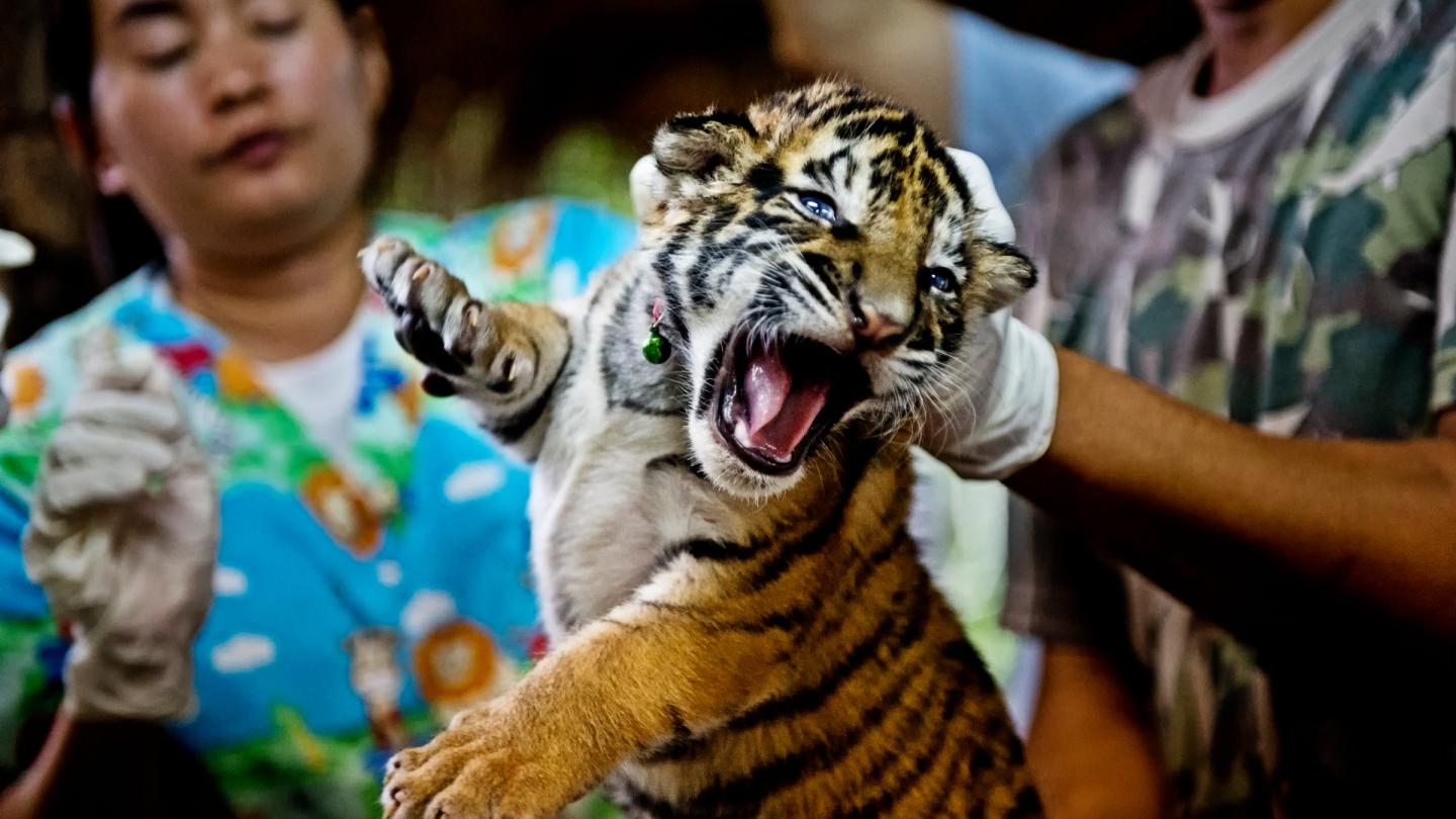 Jeune tigre sauvé de trafiquants et examiné par des vétérinaires, Chaiyaphum (Thaïlande)