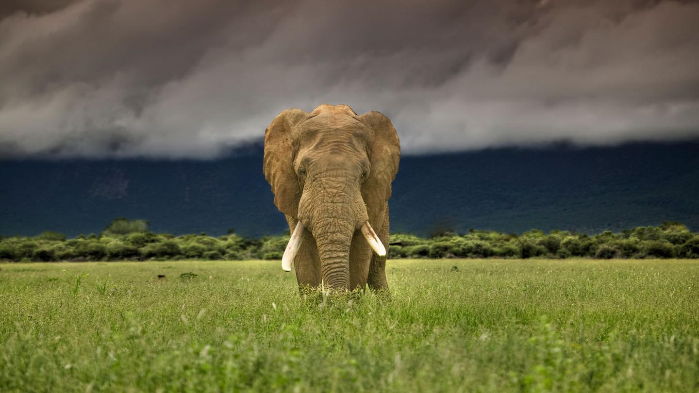 Elephant d'Afrique de savane (Loxodonta africana), Parc National de Marakele, Afrique du Sud