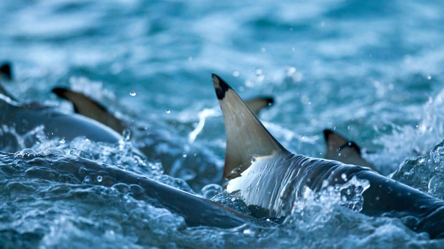 Ailerons de requins de recif à pointes noires (Carcharhinus melanopterus), Seychelles, Océan Indien