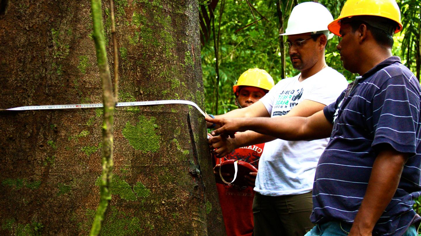 Conseillers techniques du WWF formant des Panaméens aux forêts durables