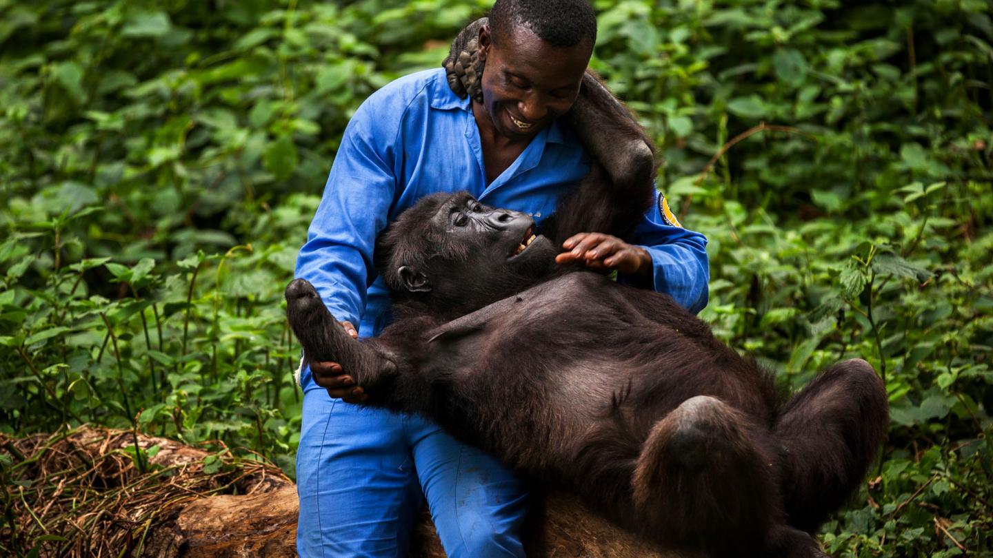 Andre est un gardien de conservation congolais ICCN et a soigné des gorilles orphelins et sauvés depuis 2003 dans le parc du Virunga