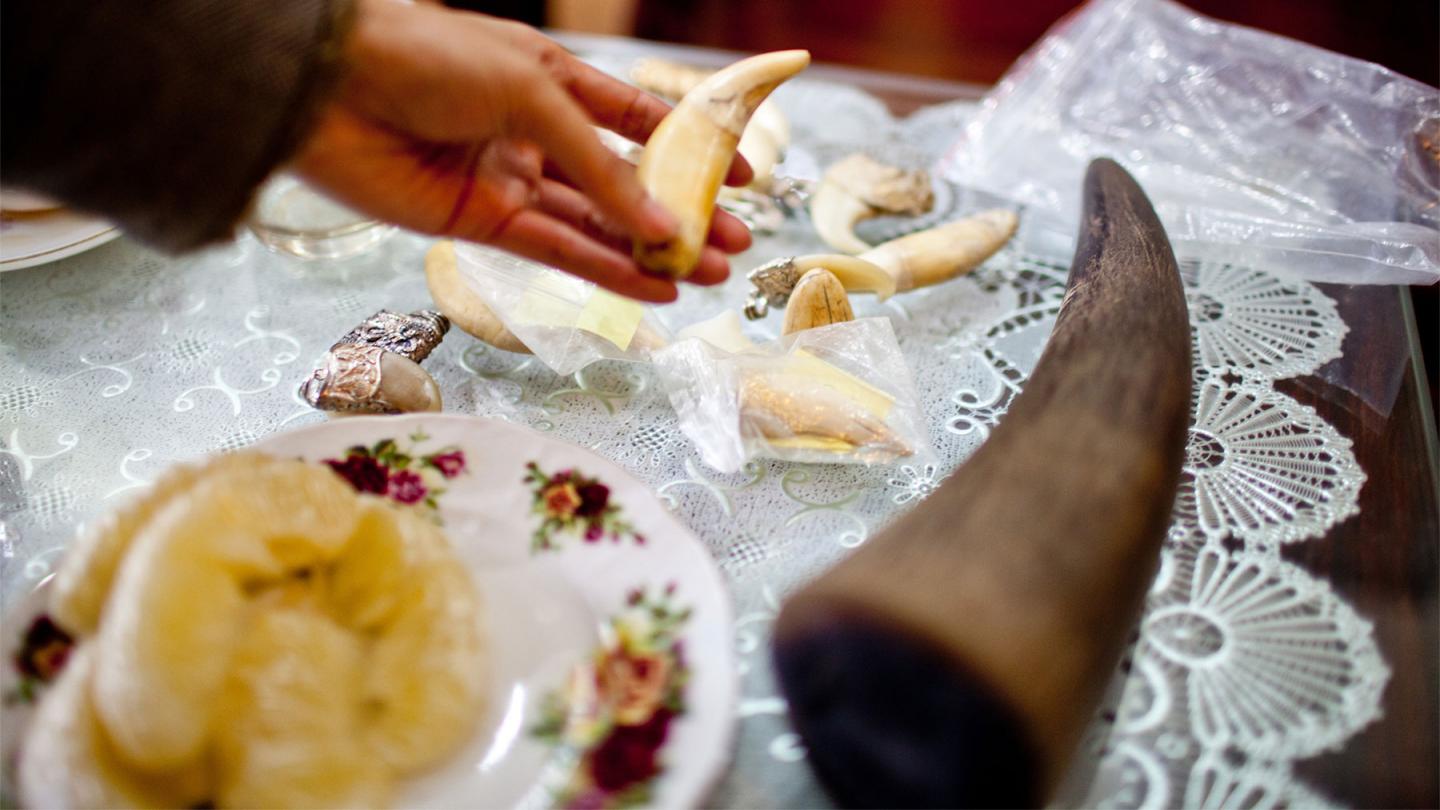 Corne de rhinocéros et dents de tigre vendues au marché noir