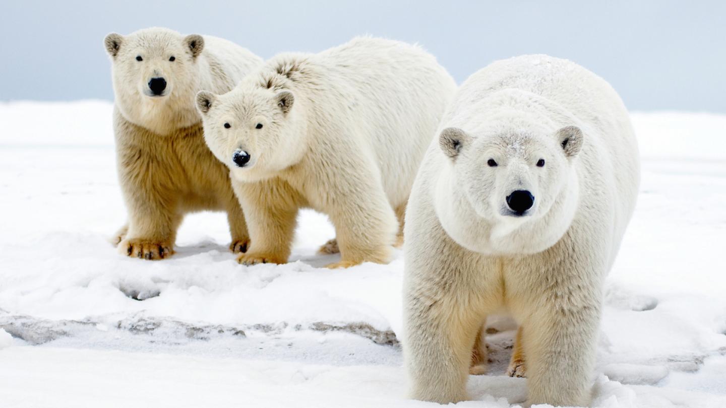 Ours polaires (Ursus maritimus) dans le refuge faunique national Arctic, Île Barter, Alaska (Etats-Unis)
