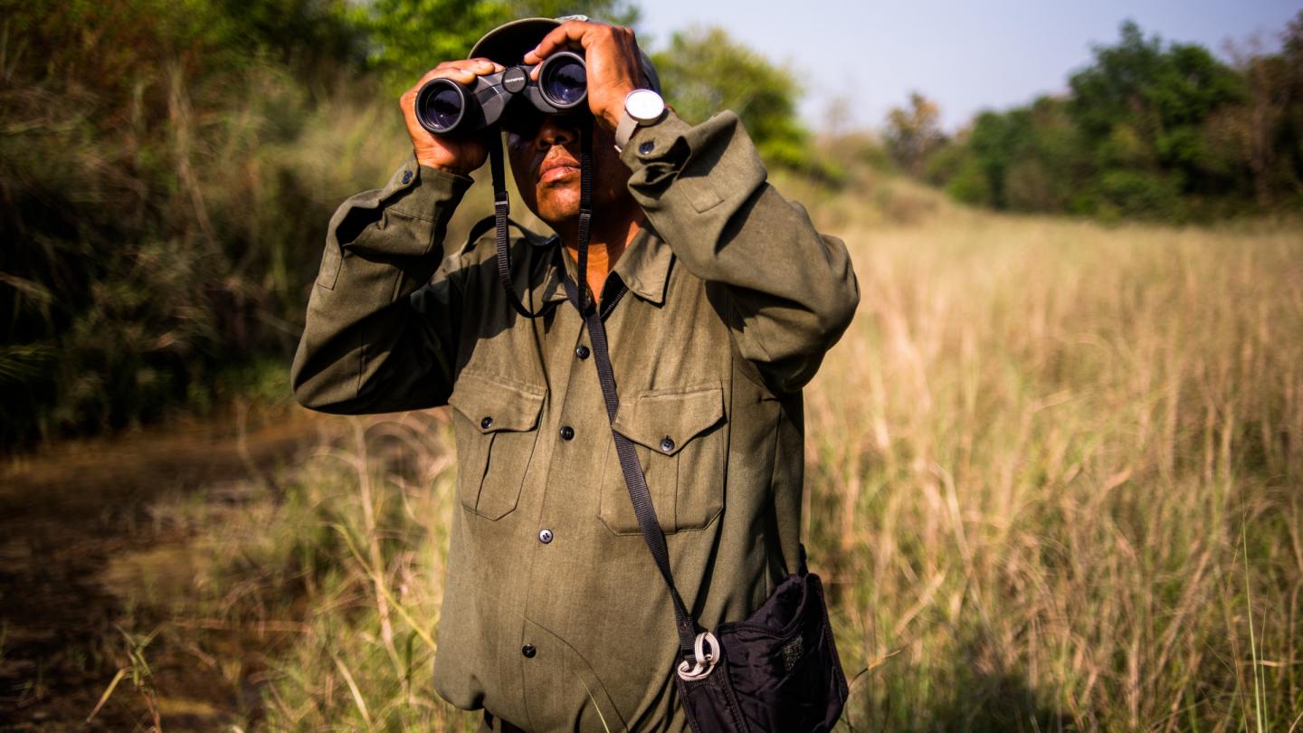 Guide local traque les tigres à l'aide de jumelles dans le Parc national de Bardia, la région Terai Arc, Népal