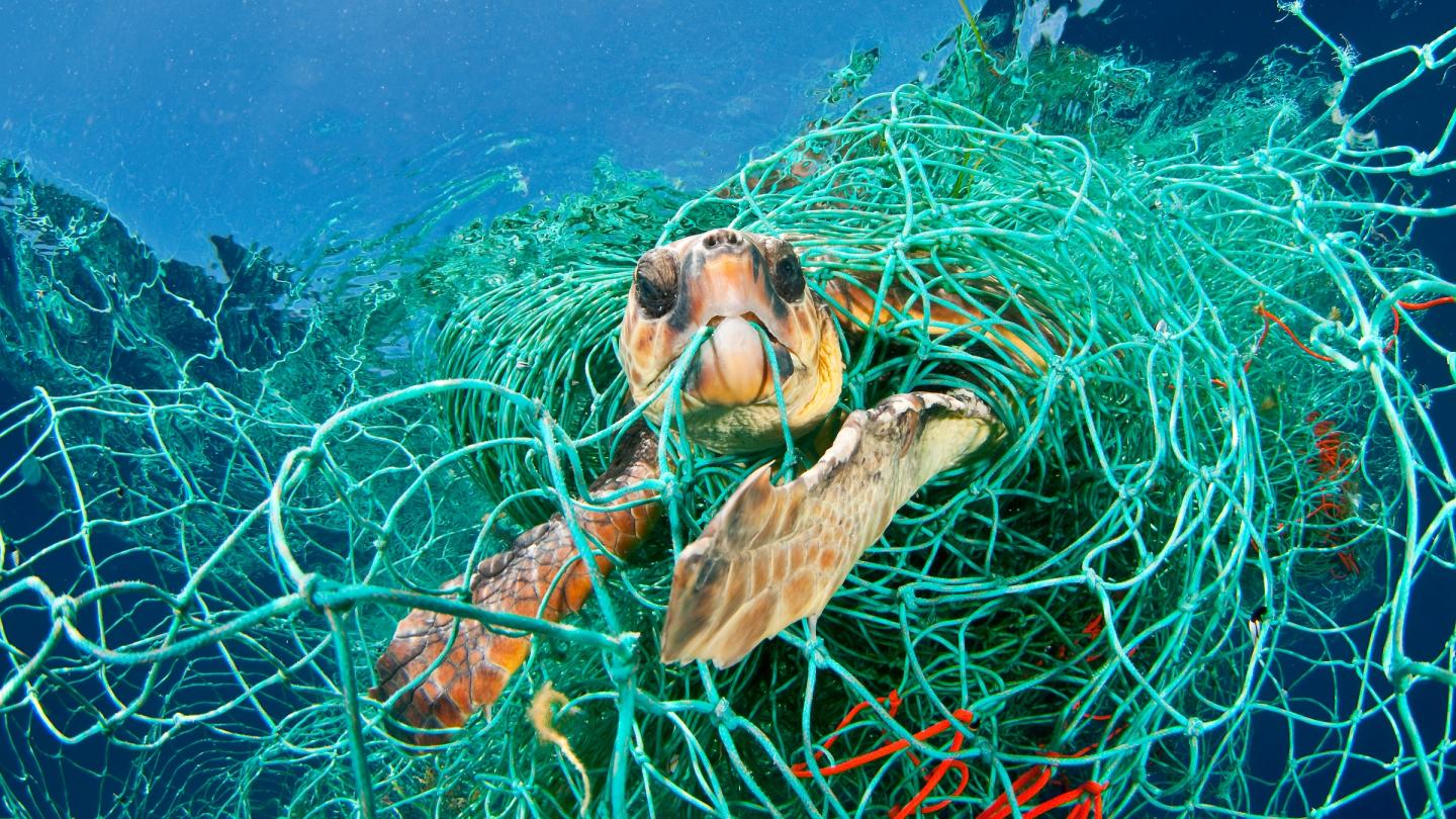 Tortue caouanne (Caretta caretta) prise dans un filet, Mer Méditerranée