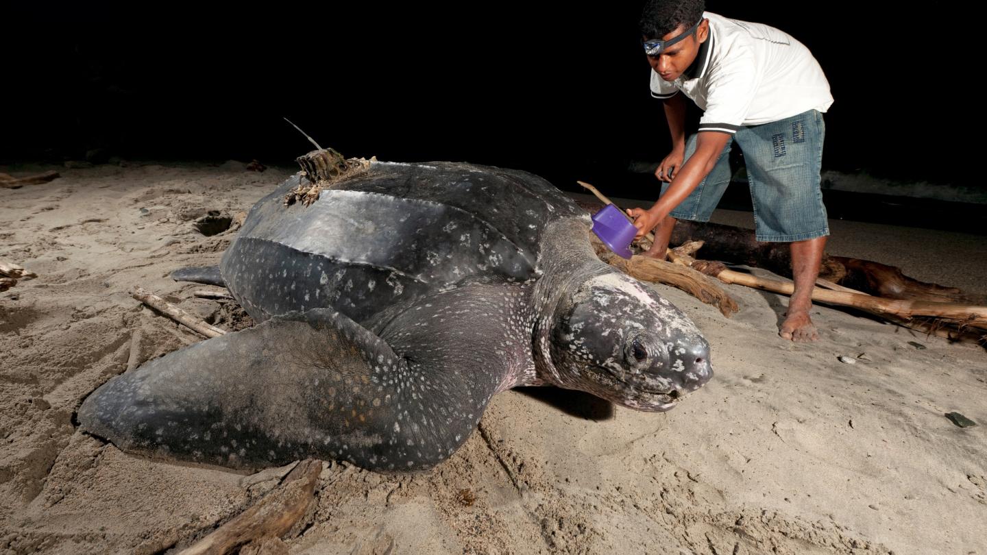 Tortue luth avec une balise satellite faisant son nid sur la plage (Indonésie)