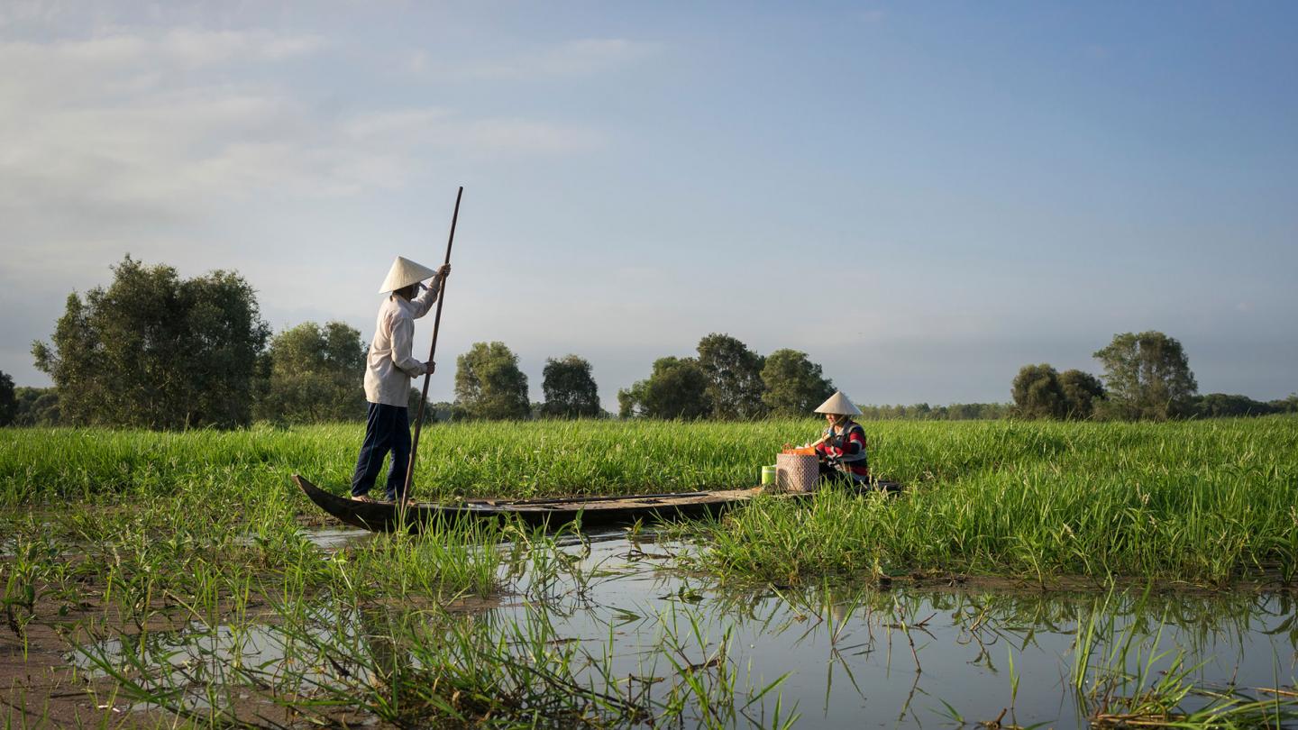 Pêcheur utilise un bâton en bambou pour naviguer avec son bateau dans l'aire du Parc national où il avait l'habitute de pêcher, Tram Chim (Vietnam)