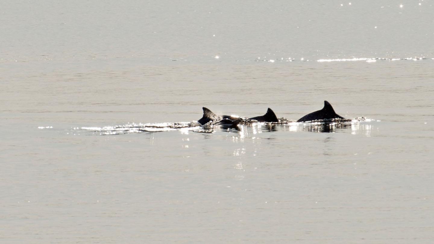 Dauphin de l'Orénoque (Sotalia fluviatilis), Rio Tapajós (Brésil)